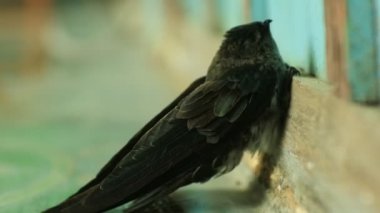 Bir kırlangıç (Aerodramus maxima) ahşap bir duvara tutunur. Sriti kuşu bir kırlangıç kuşudur. Endonezya yaşam alanı kuşu