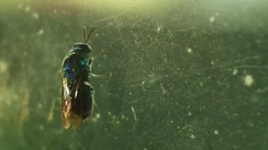 Böcek cam HD video üzerinde uçar