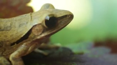 Kahverengi ahşap üzerinde bir kurbağanın yakın çekimi. Kurbağalar çiçeklerin üzerine oturur. Kurbağa karada ve suda yaşayabilen amfibi hayvanlardan biridir..