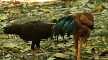Çalılıklarda yürüyen tavuklar. Horoz yiyecek arıyor. kümes hayvanı videoları