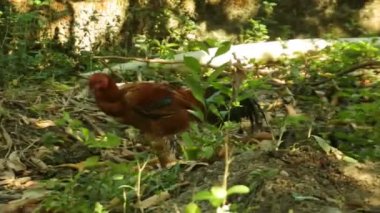 Çalılıklarda yürüyen tavuklar. Horoz yiyecek arıyor. kümes hayvanı videoları