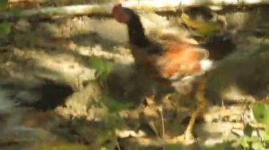Çalılıklarda yürüyen tavuklar. Horoz yiyecek arıyor. kümes hayvanı videoları