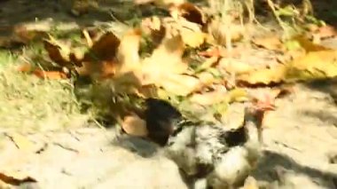 Çalılıklarda yürüyen tavuklar. Horoz yiyecek arıyor. kümes hayvanı videoları