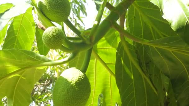 Young Breadfruit Breadfruit Tree — Stock video