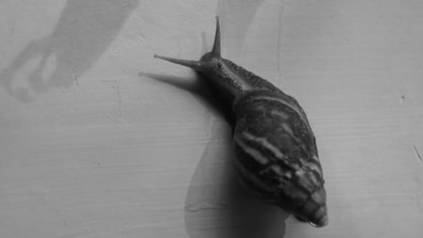 Snail Clings Blue Wall Snail Footage Black White Tones — Video