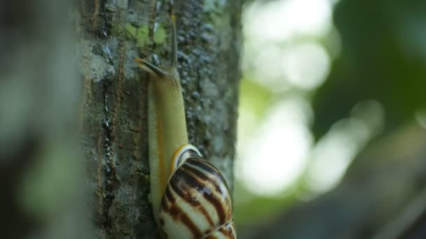 Snail Clings Blue Wall Snail Footage Black White Tones — Stockvideo