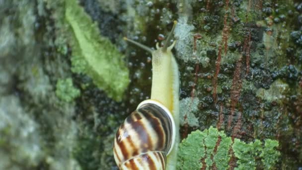 Snail Clings Blue Wall Snail Footage Black White Tones — Video