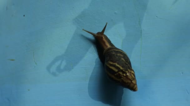 Snail Clings Blue Wall Snail Footage Black White Tones — Vídeo de stock