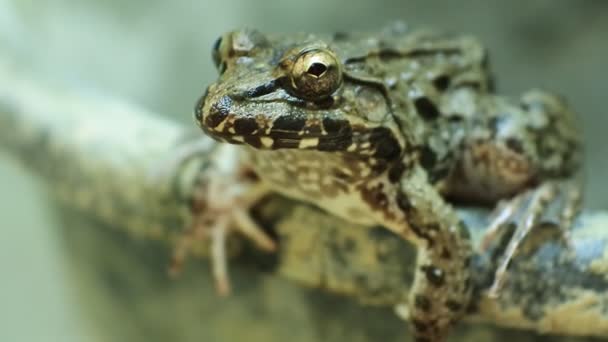 Malayan Giant Toad Frog River Toad — Video