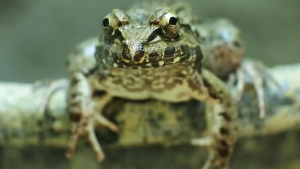 Malayan Giant Toad Frog River Toad — Stock Video
