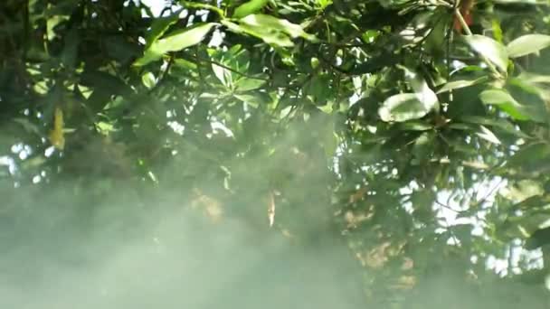Lichtstrahl Durch Bäume Und Blätter Video — Stockvideo