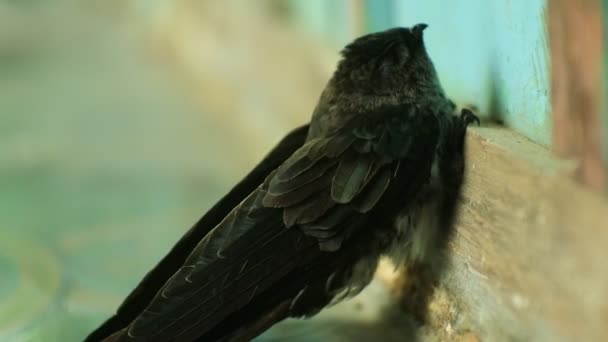 Swallow Aerodramus Maxima Clings Wooden Wall Sriti Bird Cognate Swallow — Stockvideo