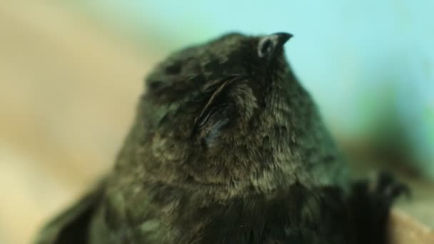 Swallow Aerodramus Maxima Clings Wooden Wall Sriti Bird Cognate Swallow — 图库视频影像