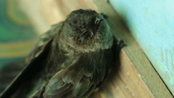 Swallow Aerodramus Maxima Clings Wooden Wall Sriti Bird Cognate Swallow — Vídeo de Stock