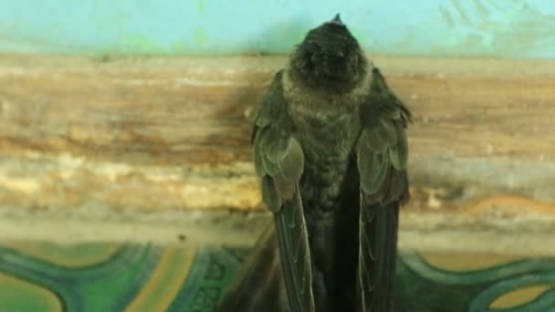 Swallow Aerodramus Maxima Clings Wooden Wall Sriti Bird Cognate Swallow — Stockvideo