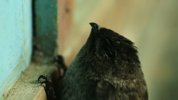 Ένα Χελιδόνι Aerodramus Maxima Προσκολλάται Έναν Ξύλινο Τοίχο Πουλί Σρίτι — Αρχείο Βίντεο