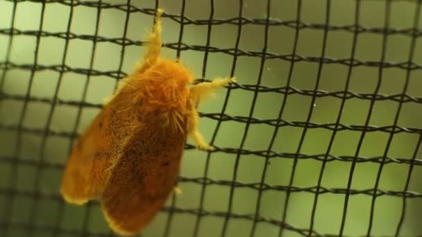 Yellow Butterfly Perched Nets — Vídeo de Stock