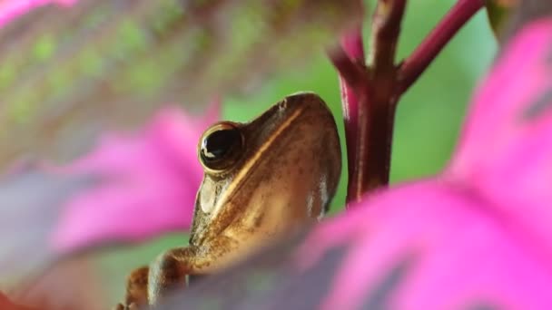 Closeup Shot Frog Brown Wood Frogs Sit Flowers Frog One — стоковое видео