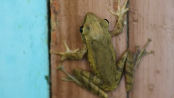 Closeup Shot Frog Brown Wood Frogs Sit Flowers Frog One — Video