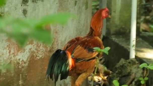 Chickens Walking Bushes Rooster Looking Food Poultry Animal Videos — Stockvideo
