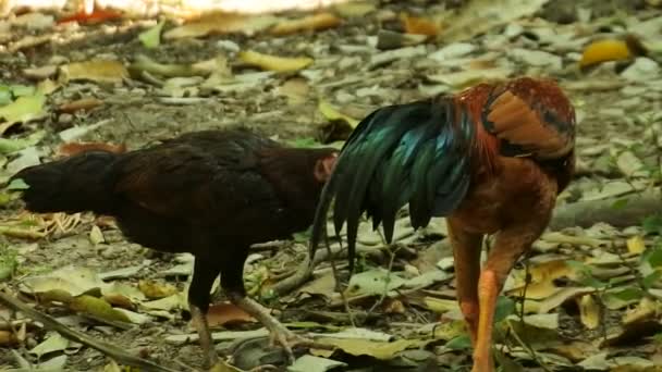 Chickens Walking Bushes Rooster Looking Food Poultry Animal Videos — Wideo stockowe