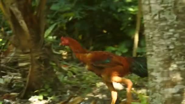 鶏が茂みの中を歩く 食料を探してる雄鶏 家禽動物のビデオ — ストック動画