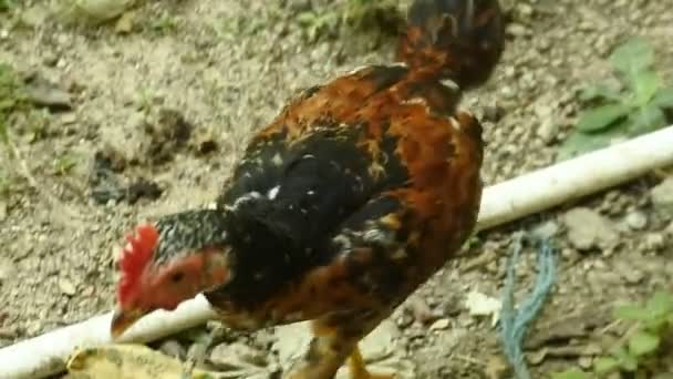 Gallinas Caminando Entre Los Arbustos Gallo Buscando Comida Aves Corral — Vídeo de stock