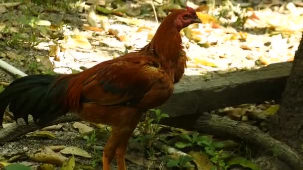 Chickens Walking Bushes Rooster Looking Food Poultry Animal Videos — Wideo stockowe
