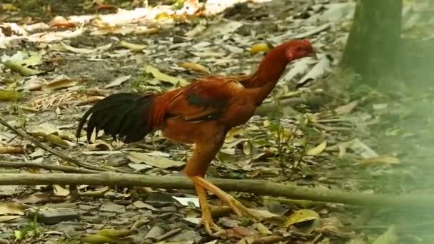 鶏が茂みの中を歩く 食料を探してる雄鶏 家禽動物のビデオ — ストック動画