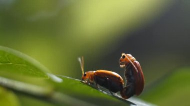 Bahçedeki yaprakların üzerinde çiftleşen iki uğur böceği. Uğur böceklerinin makro görüntüleri