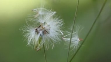 Arkaplan olarak çiçekler ve yapraklar. Soyut doğa geçmişi. Bitkilerin yakın plan görüntüsü