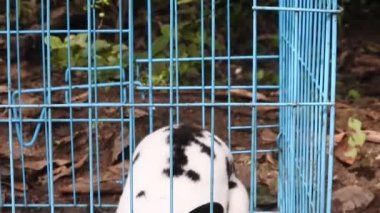 Mavi demir kafesteki tavşan. Kutuların içinde şirin beyaz tavşan videosu..