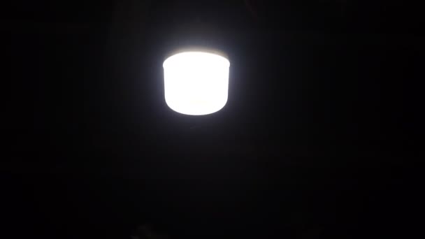 Flock Moth Circles Lanterns Insects Moths Flying Light Night — Stock Video
