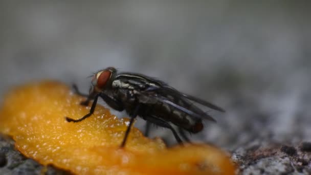 Fly Βίντεο Μύγα Τρώει Σάπια Μάνγκο Μαύρο Fly Πλάνα — Αρχείο Βίντεο