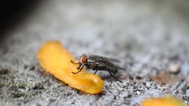 Volar Vídeos Mosca Come Mangos Podridos Imágenes Mosca Negra — Vídeo de stock