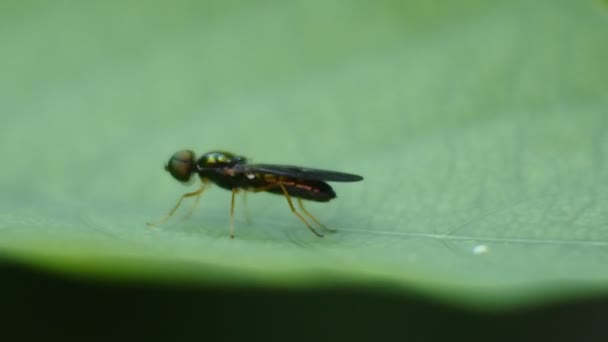 Green Caterpillar Clinging Branches Leaves — Wideo stockowe