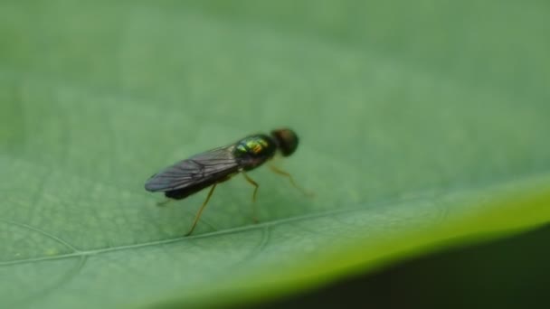 Fly Βίντεο Μύγα Στα Φύλλα Μαύρο Fly Πλάνα — Αρχείο Βίντεο