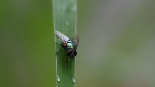 飞Hd视频 树叶上的苍蝇 黑色苍蝇镜头 — 图库视频影像