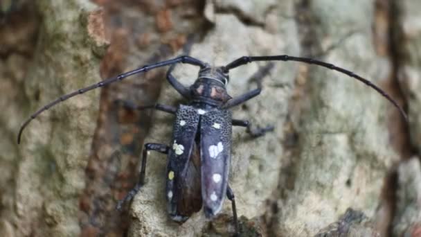 Escarabajo Asiático Corteza Árbol Arrastra Sobre Jaca Metraje Escarabajo Negro — Vídeo de stock