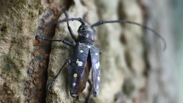 Asian Tree Bark Beetle Crawls Jackfruit Black Beetle Footage — Vídeo de Stock