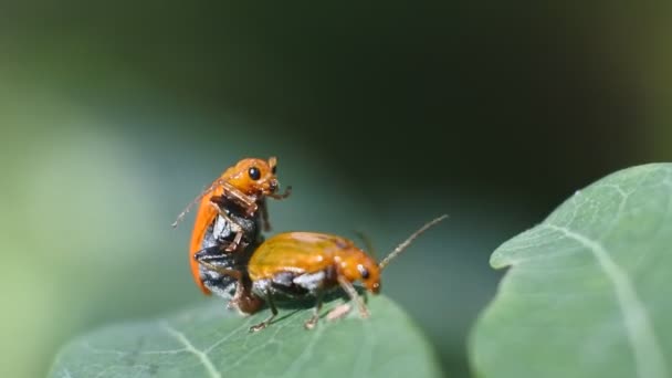 Two Ladybugs Mating Leaves Garden Macro Footage Ladybugs — Vídeo de stock