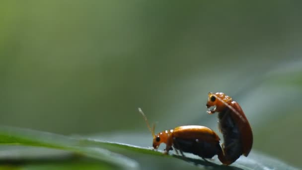 Two Ladybugs Mating Leaves Garden Macro Footage Ladybugs — Stock Video