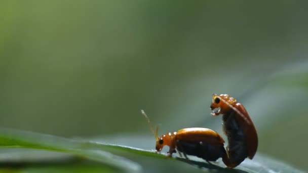 Two Ladybugs Mating Leaves Garden Macro Footage Ladybugs — Vídeos de Stock