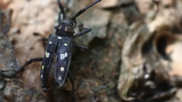 Escarabajo Asiático Corteza Árbol Arrastra Sobre Jaca Metraje Escarabajo Negro — Vídeo de stock