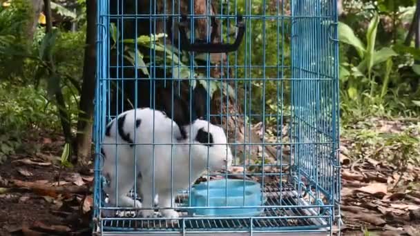 Rabbit Blue Iron Cage Video Cute White Rabbit Grid Boxes — Vídeo de Stock