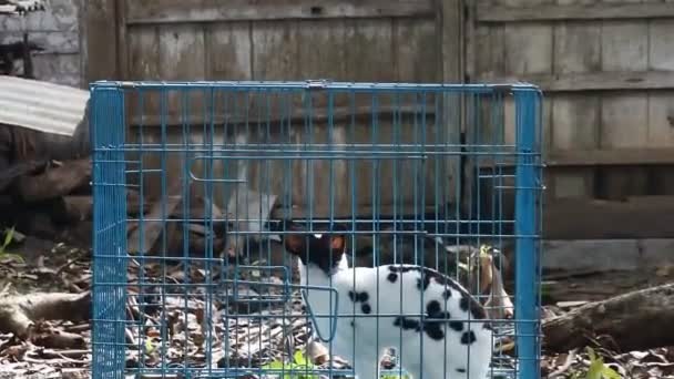 Кролик Залізній Клітці Відео Милого Білого Кролика Сітці Коробки — стокове відео