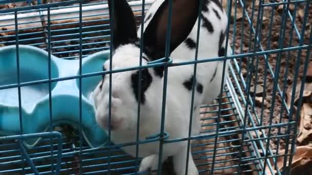 Rabbit Blue Iron Cage Video Cute White Rabbit Grid Boxes — Stock Video