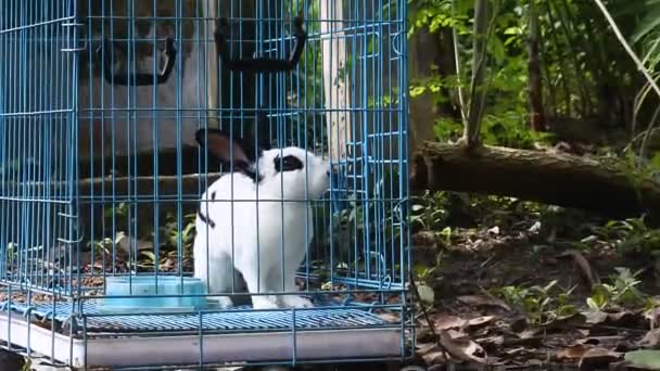 Кролик Залізній Клітці Відео Милого Білого Кролика Сітці Коробки — стокове відео