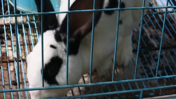 Rabbit Blue Iron Cage Video Cute White Rabbit Grid Boxes — Vídeo de Stock