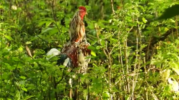 Chickens Walking Bushes Rooster Looking Food Poultry Animal Videos — Stock videók